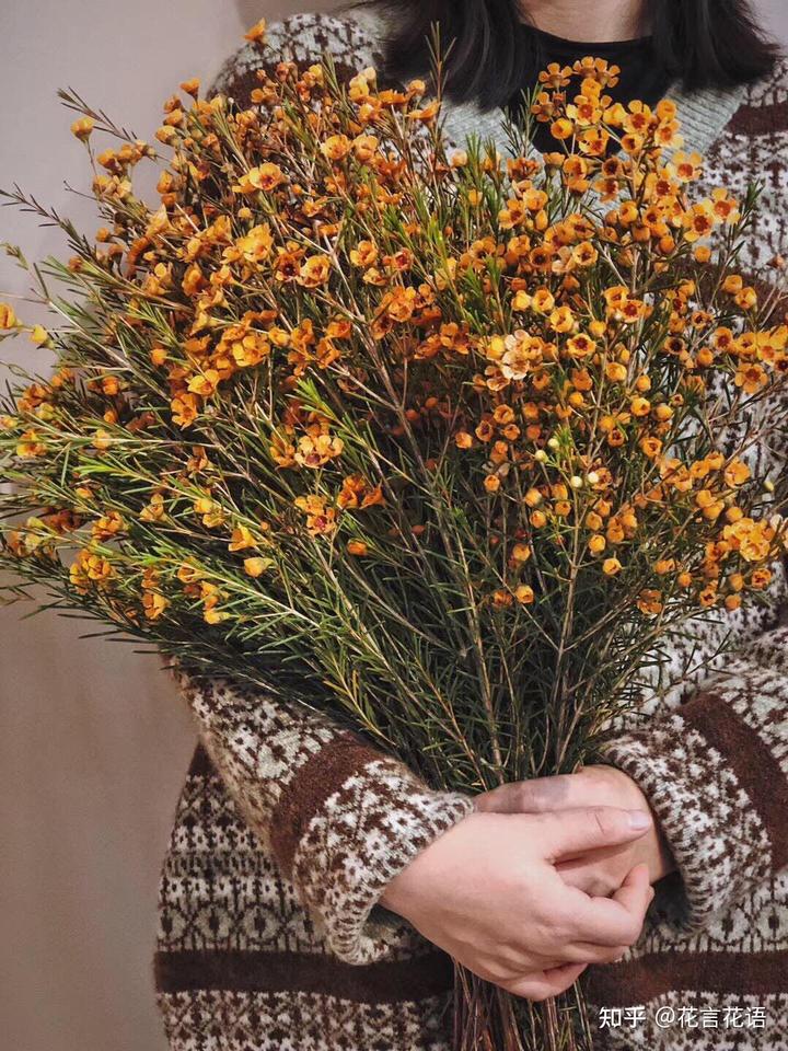 三角梅花养殖技术_三角梅花的养殖方法视频教程_三角梅花养殖技术和管理