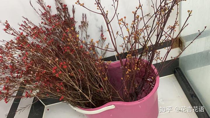 三角梅花的养殖方法视频教程_三角梅花养殖技术和管理_三角梅花养殖技术