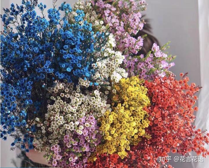 三角梅花养殖技术和管理_三角梅花的养殖方法视频教程_三角梅花养殖技术