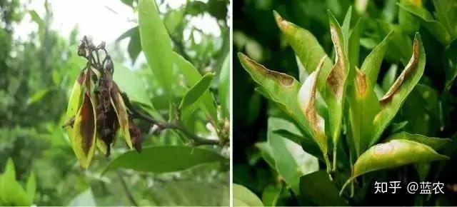 种植梨树技术新闻稿件_最新梨树种植技术视频_梨树种植新技术
