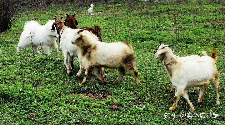 致富经养羊最新_致富经羊养殖_致富最新养羊视频