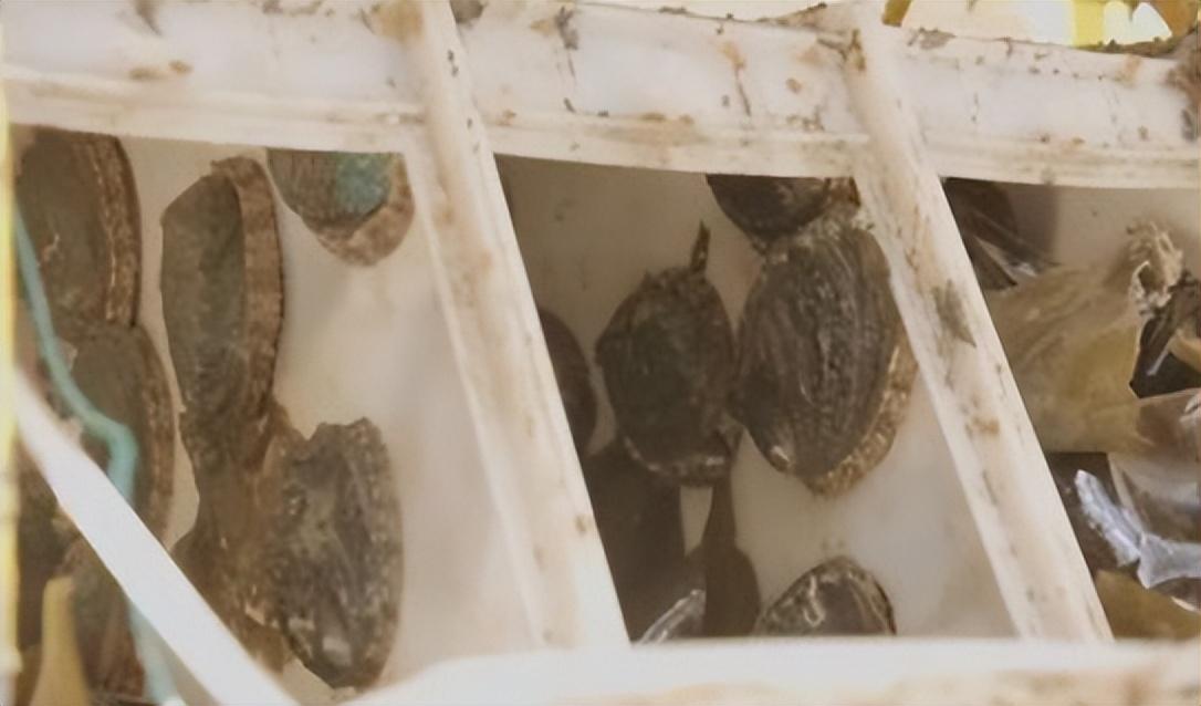 鲍鱼人工养殖技术_人工养殖鲍鱼的功效和作用_养殖人工鲍鱼技术要求