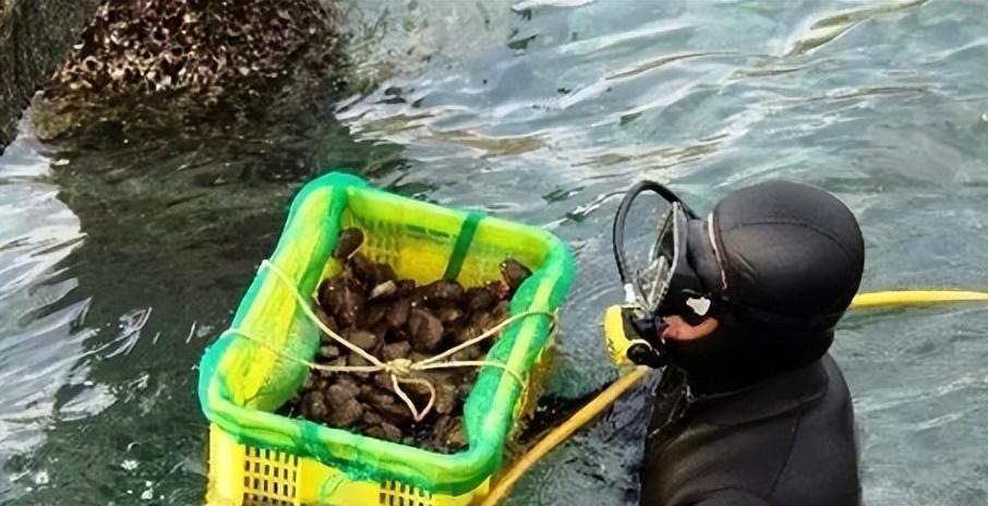 鲍鱼人工养殖技术_养殖人工鲍鱼技术要求_人工养殖鲍鱼的功效和作用