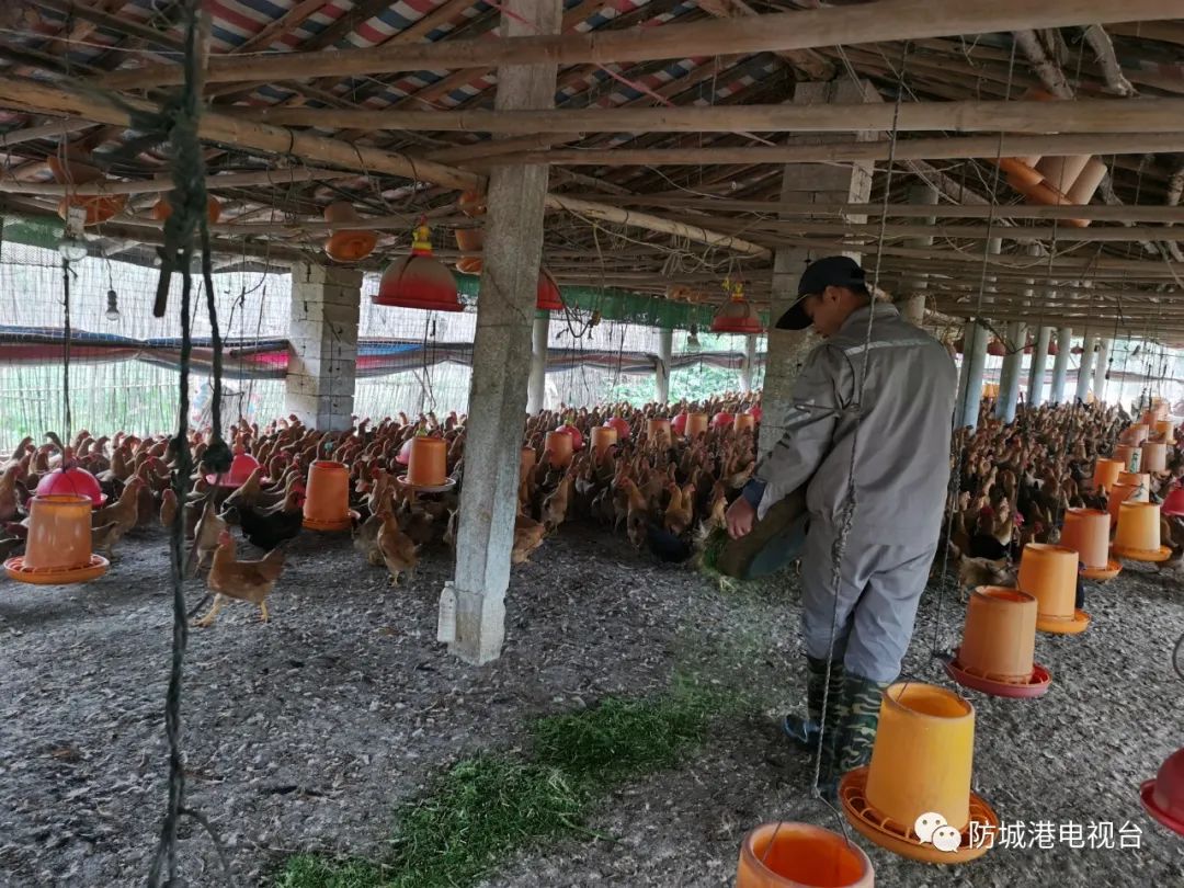 致富经养殖视频_致富经养殖业视频_养殖致富财经