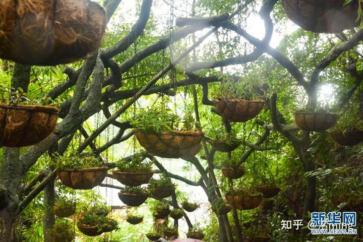 种植致富草_种草致富经_致富种植什么比较赚大钱