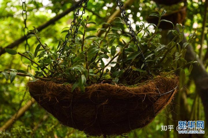 种植致富草_种草致富经_致富种植什么比较赚大钱