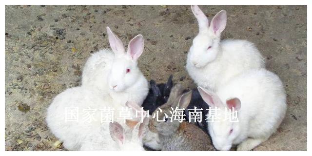 山东兔子养殖场_山东种兔养殖场_山东养殖兔子致富