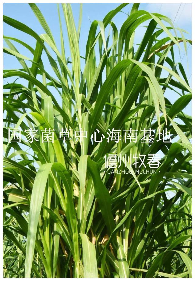 山东种兔养殖场_山东兔子养殖场_山东养殖兔子致富