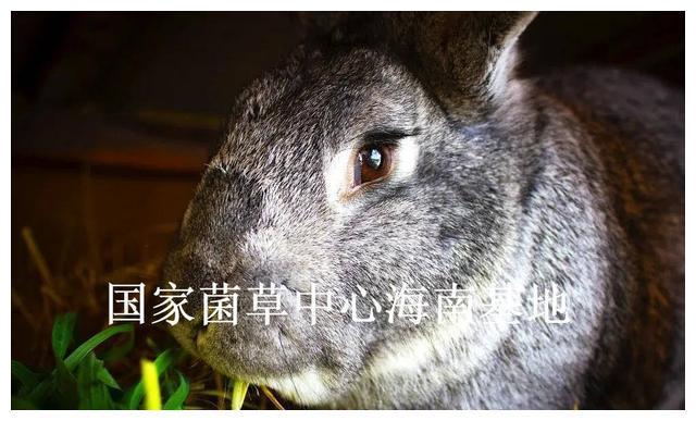 山东养殖兔子致富_山东种兔养殖场_山东兔子养殖场