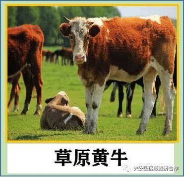 致富经肉牛养殖场的视频_致富经肉牛养殖视频_肉牛养殖致富经