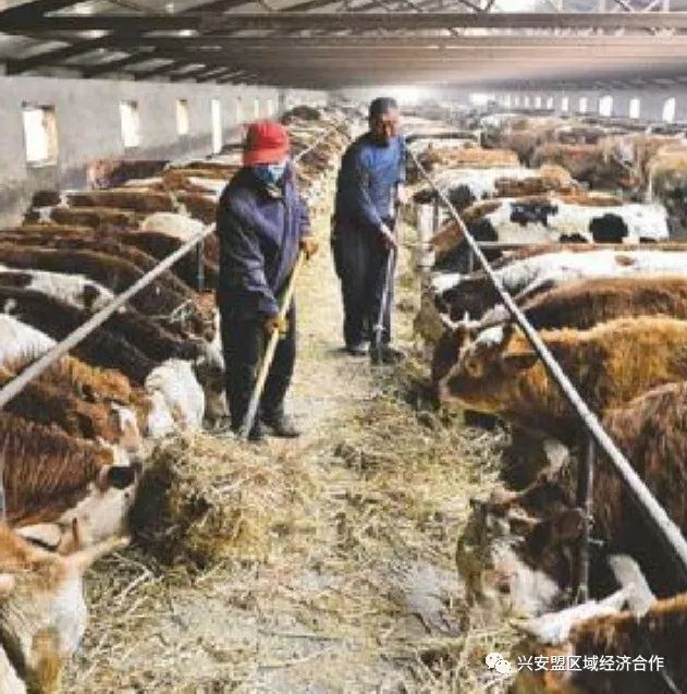致富经肉牛养殖视频_致富经肉牛养殖场的视频_肉牛养殖致富经