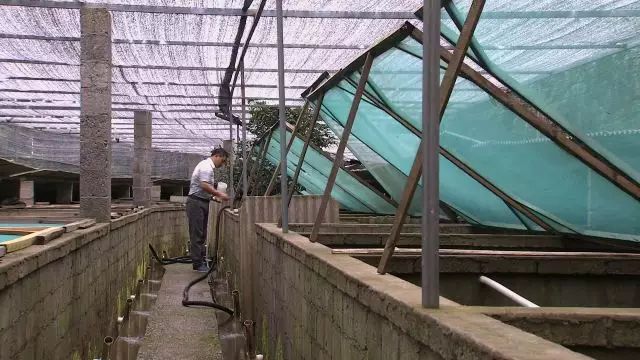 养殖石蛙致富经_致富养殖石蛙视频_石蛙养殖致富经
