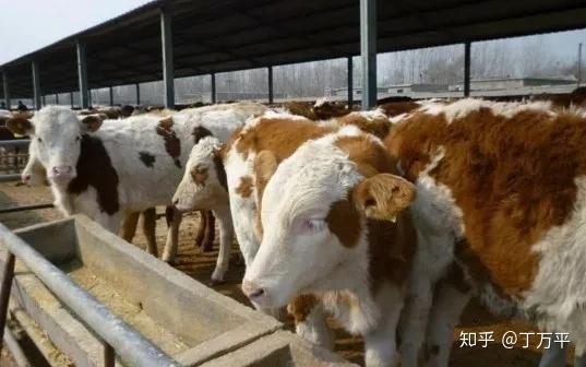 养牛哥们用养牛十年的经验告诉你........湖北肉牛养殖场价格低