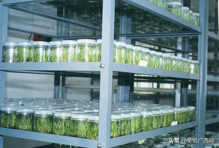 广西农村香蕉种植技术_广西香蕉种植区域及面积_广西香蕉种植基地