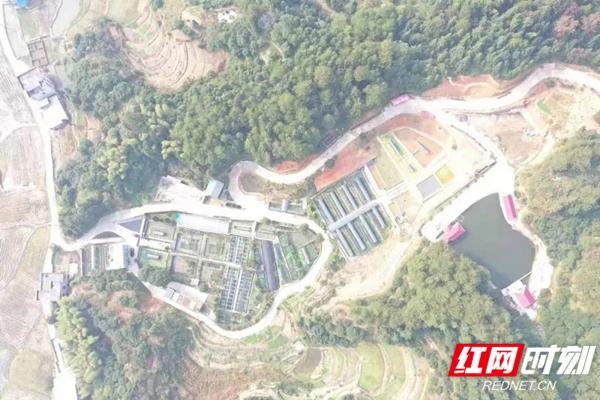 致富养殖石鸡图片_致富养殖石鸡怎么样_石鸡养殖致富经