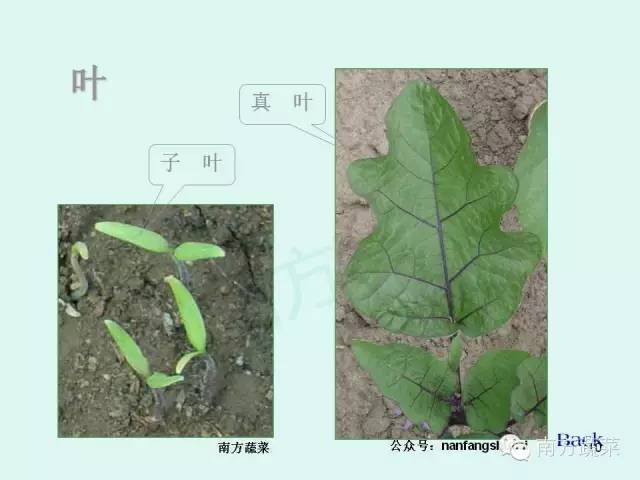 茄子种植高产技术_茄子高产种植技术与管理_茄子高产种植技术视频
