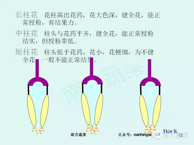 茄子高产种植技术视频_茄子种植高产技术_茄子高产种植技术与管理