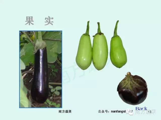 茄子高产种植技术视频_茄子种植高产技术_茄子高产种植技术与管理