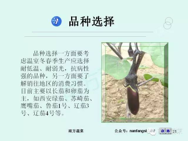 茄子种植高产技术_茄子高产种植技术视频_茄子高产种植技术与管理