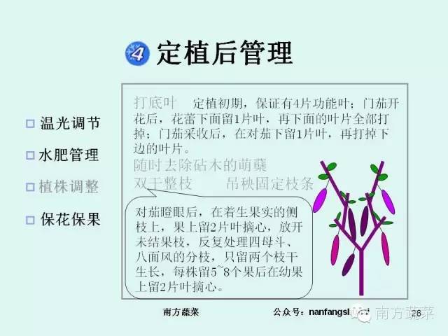 茄子高产种植技术与管理_茄子高产种植技术视频_茄子种植高产技术