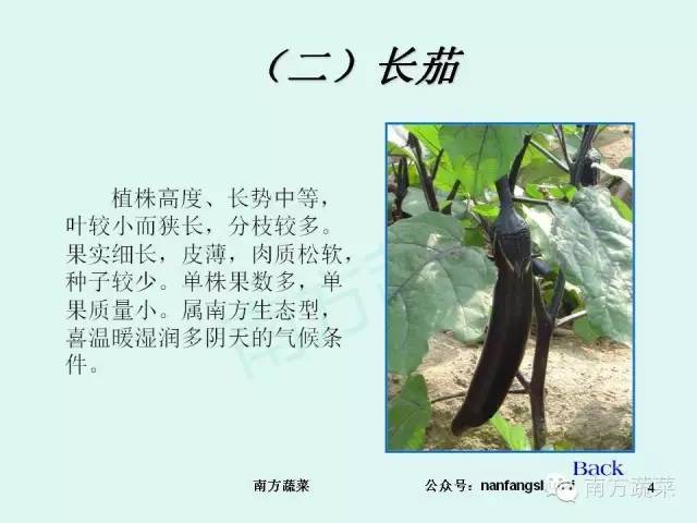 茄子高产种植技术与管理_茄子高产种植技术视频_茄子种植高产技术