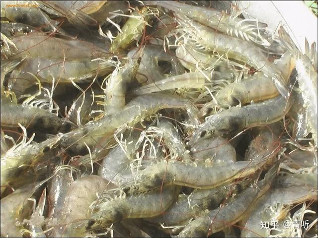 养殖技术虾类养殖方法_虾类养殖技术_养殖技术虾类有哪些