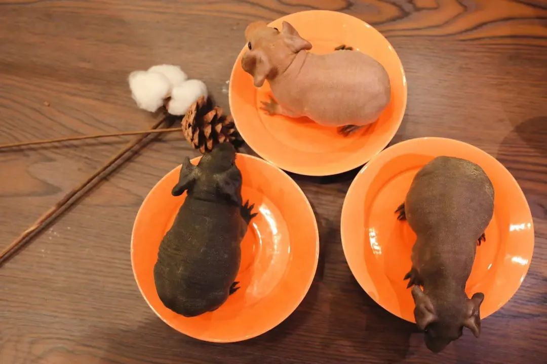 致富经牧草养猪_养猪吃的草_致富经吃草的猪