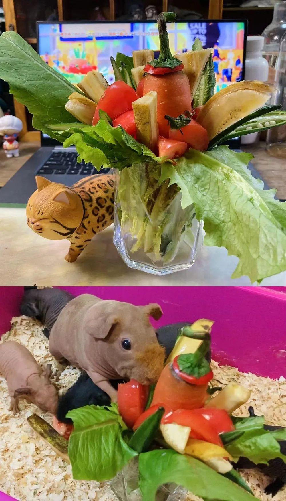 致富经吃草的猪_致富经牧草养猪_养猪吃的草