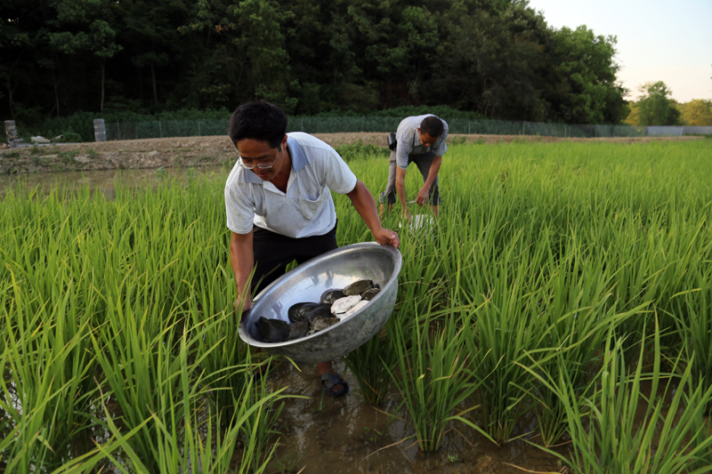 视频致富养殖水鱼_养殖水鱼技术_致富水鱼养殖视频