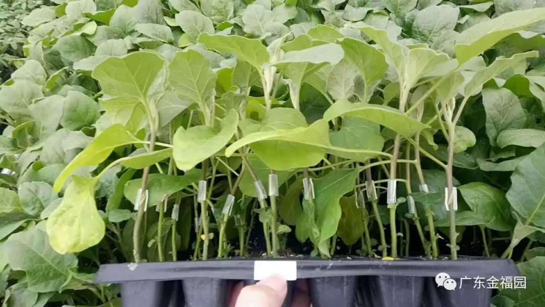 茄子高产种植技术与管理_茄子种植高产技术_茄子高产种植技术要点
