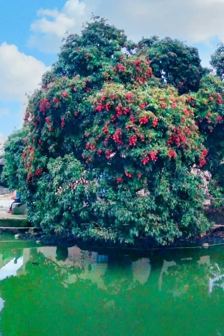 种植地黄的效益_地黄种植致富_地黄种植技术及经济效益