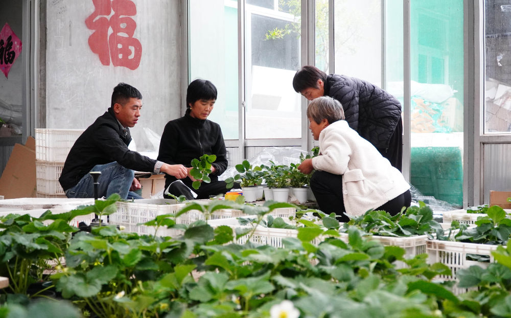 农村庭院种植致富项目_农村庭院经济致富项目_农村庭院种植致富