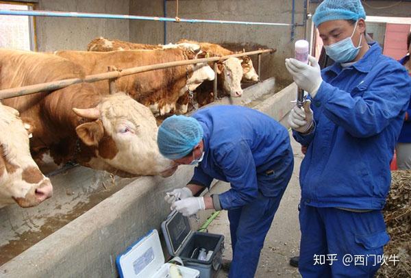 致富经2019年全集养牛视频_致富养牛牛人_2018年致富经养牛