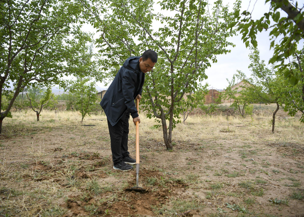 农村庭院种植致富项目_庭院致富经验案例_农村庭院种植致富