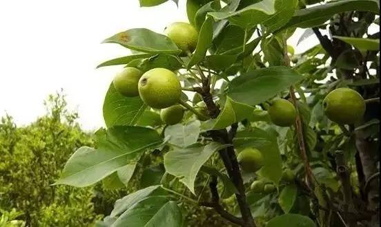 最新梨树种植技术视频_梨树种植新技术_种植梨树技术新闻报道