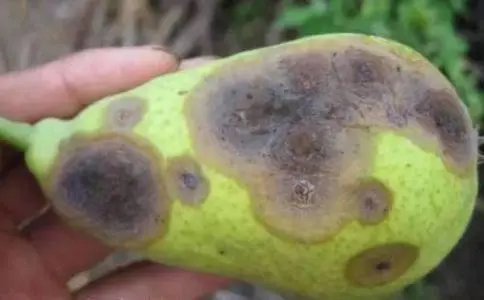 种植梨树技术新闻稿_梨树种植新技术_最新梨树种植技术视频