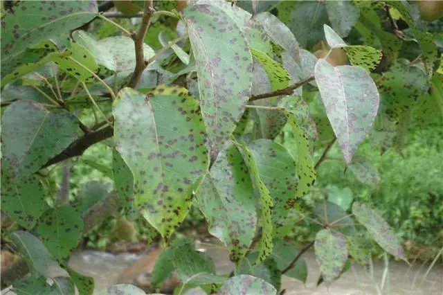 梨树种植新技术_最新梨树种植技术视频_种植梨树技术新闻稿