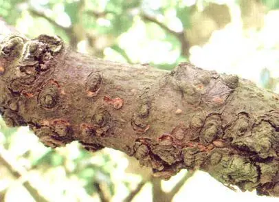 最新梨树种植技术视频_种植梨树技术新闻稿_梨树种植新技术