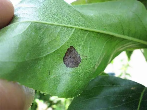 种植梨树技术新闻稿_最新梨树种植技术视频_梨树种植新技术