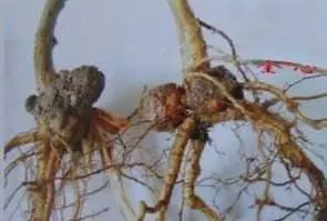 种植梨树技术新闻稿_梨树种植新技术_最新梨树种植技术视频