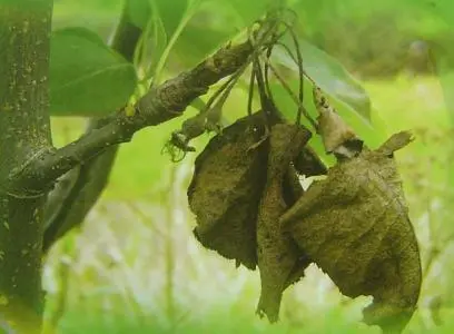 最新梨树种植技术视频_梨树种植新技术_种植梨树技术新闻稿