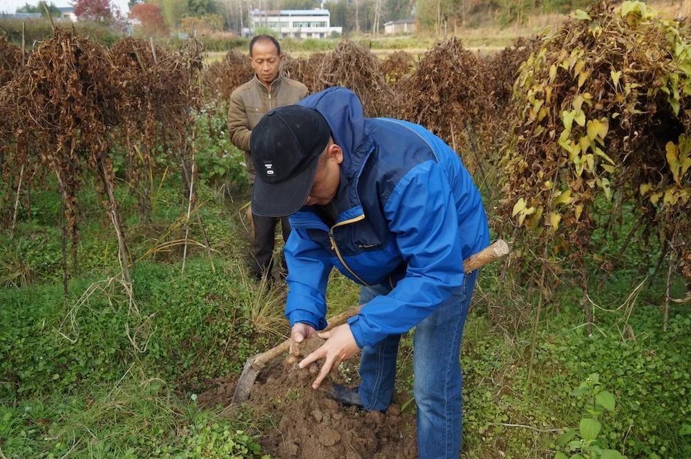野山药怎么种植技术_野生山药怎么种_种植野山药周期多长