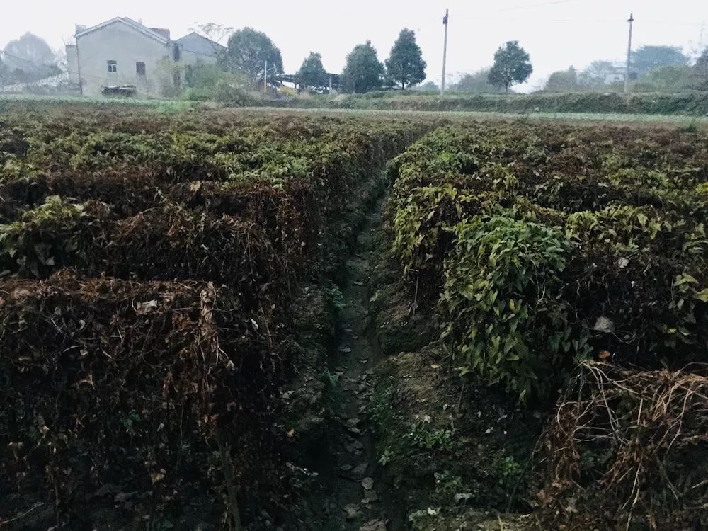 野山药怎么种植技术_野生山药怎么种_种植野山药周期多长