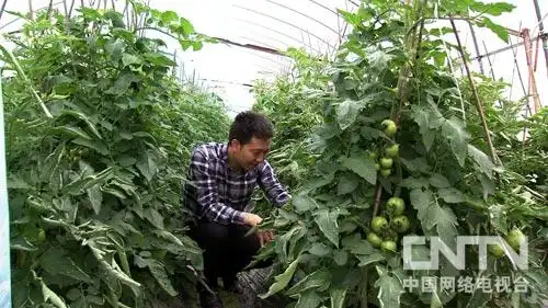浙江潘志番茄反季节种植