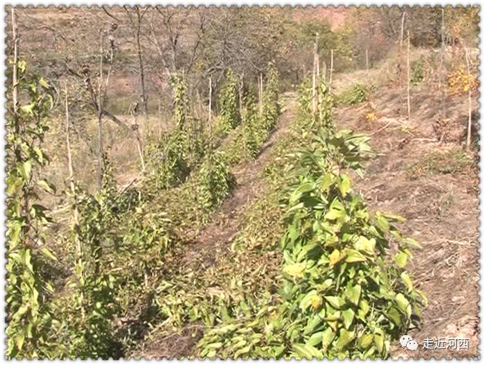 野生山药种植技术视频_种植野山药周期多长_野山药怎么种植技术