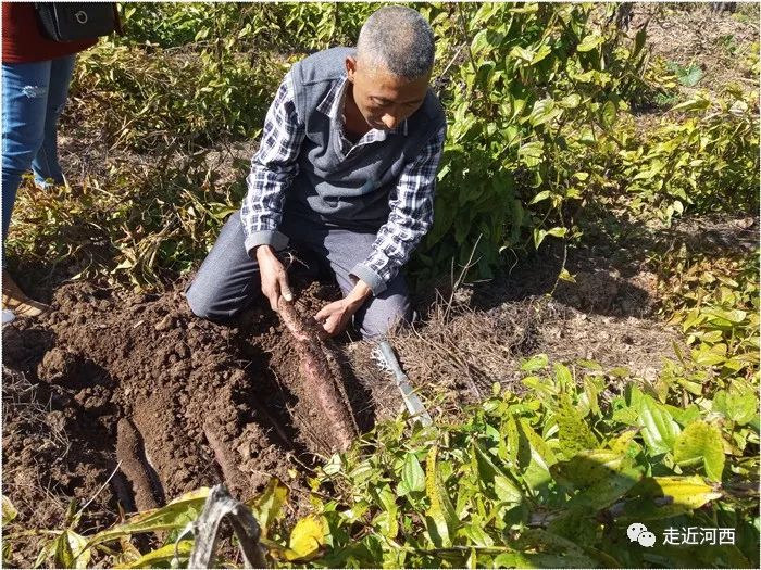 种植野山药周期多长_野山药怎么种植技术_野生山药种植技术视频