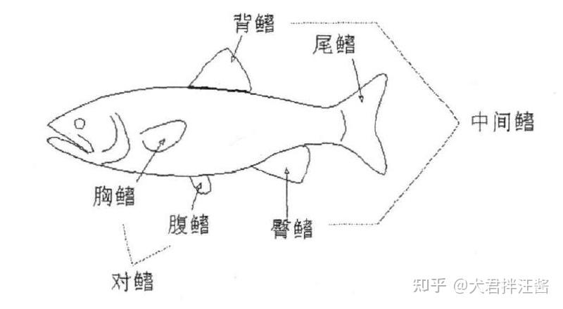 中科院水生所培育出了无刺鲫鱼，80 余根细刺被去尽，具体原理是什么？口感如何？