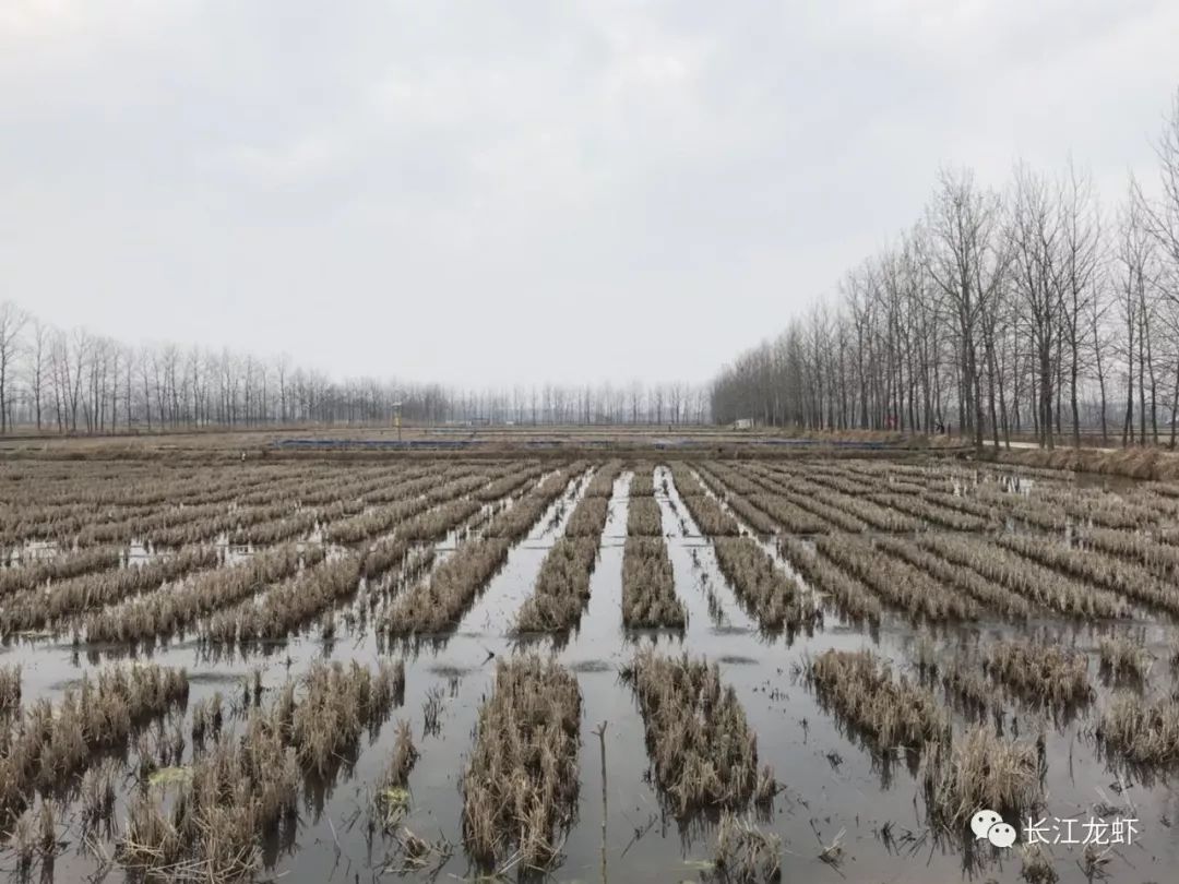伊乐藻种植视频_伊乐藻的种植技术_藻种的使用