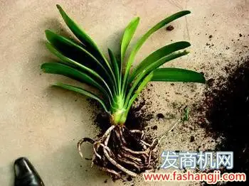 致富兰花养殖基地地址_兰花养殖致富吗_致富经养兰花视频