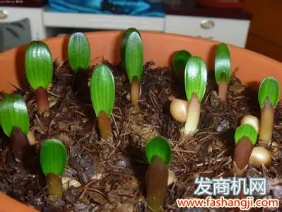 致富经养兰花视频_兰花养殖致富吗_致富兰花养殖基地地址